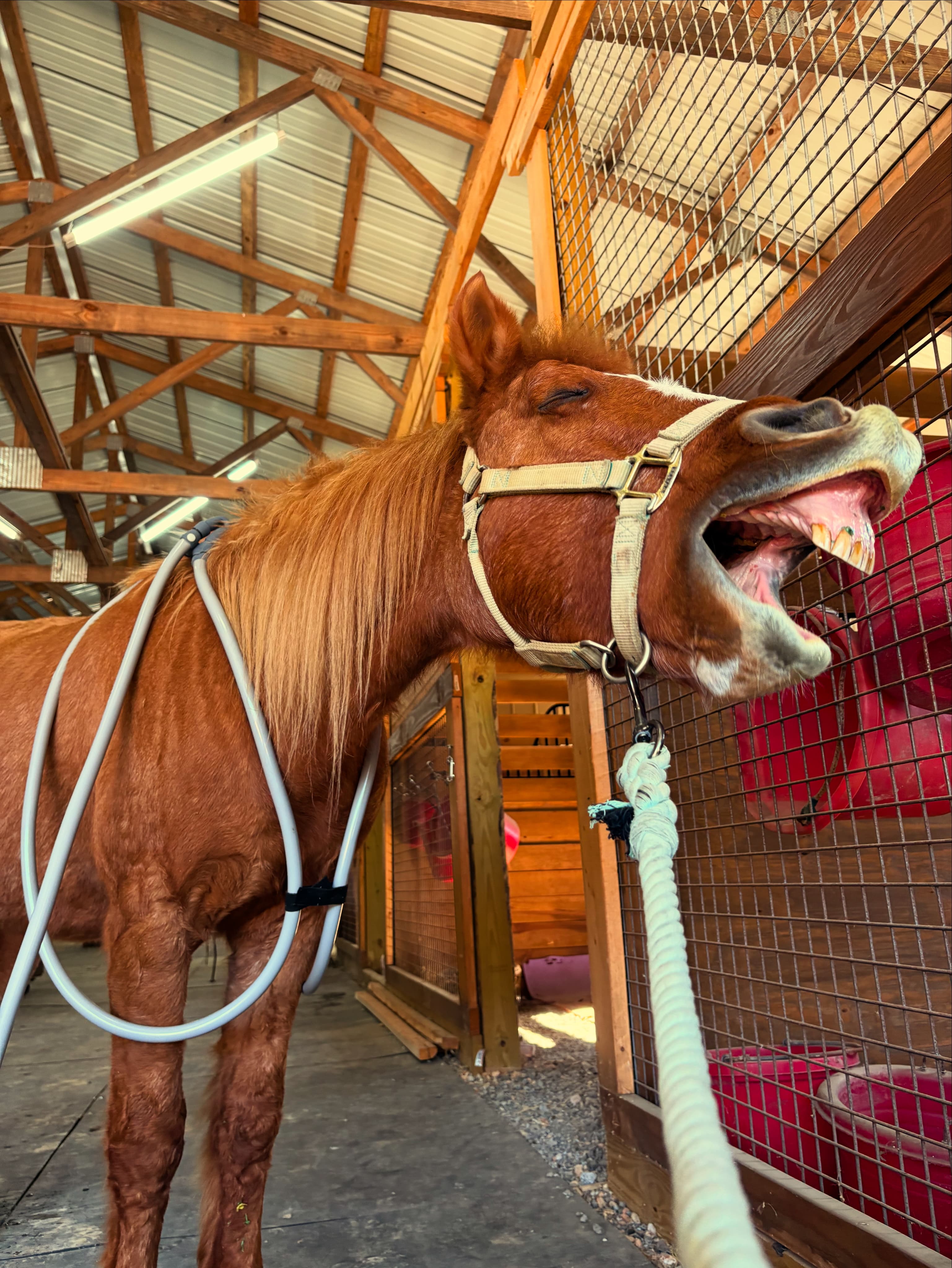 Horse showing the classic PEMF release response