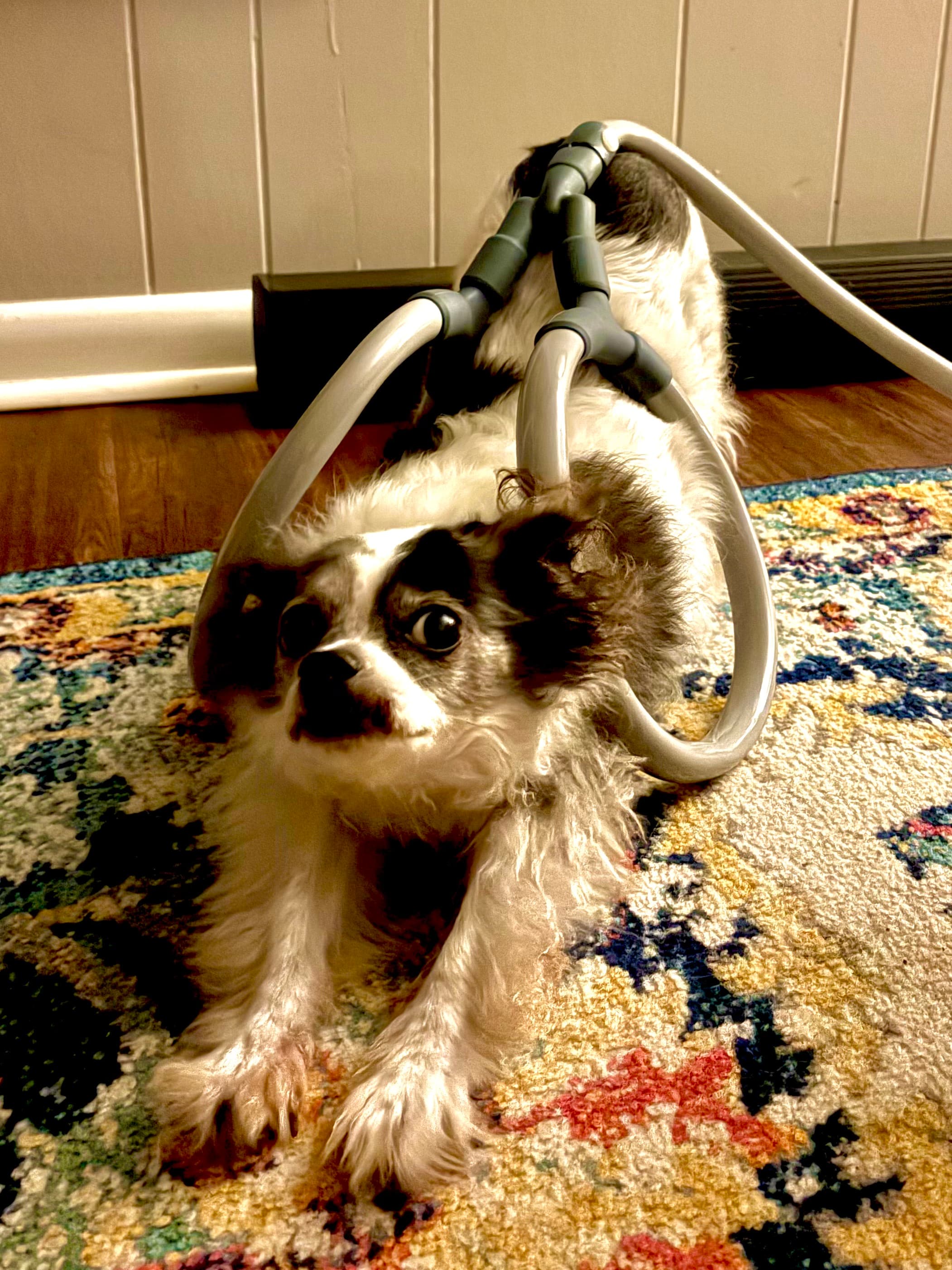 Small dog during an in-home PEMF wellness session