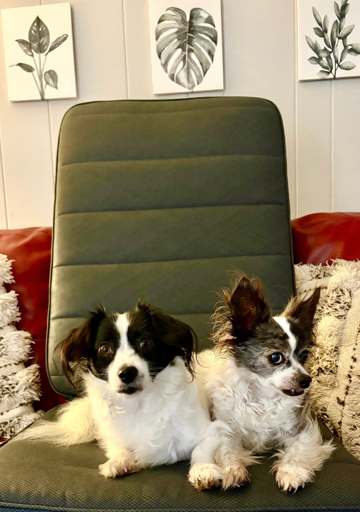 Two dogs relaxing on the PEMF mat