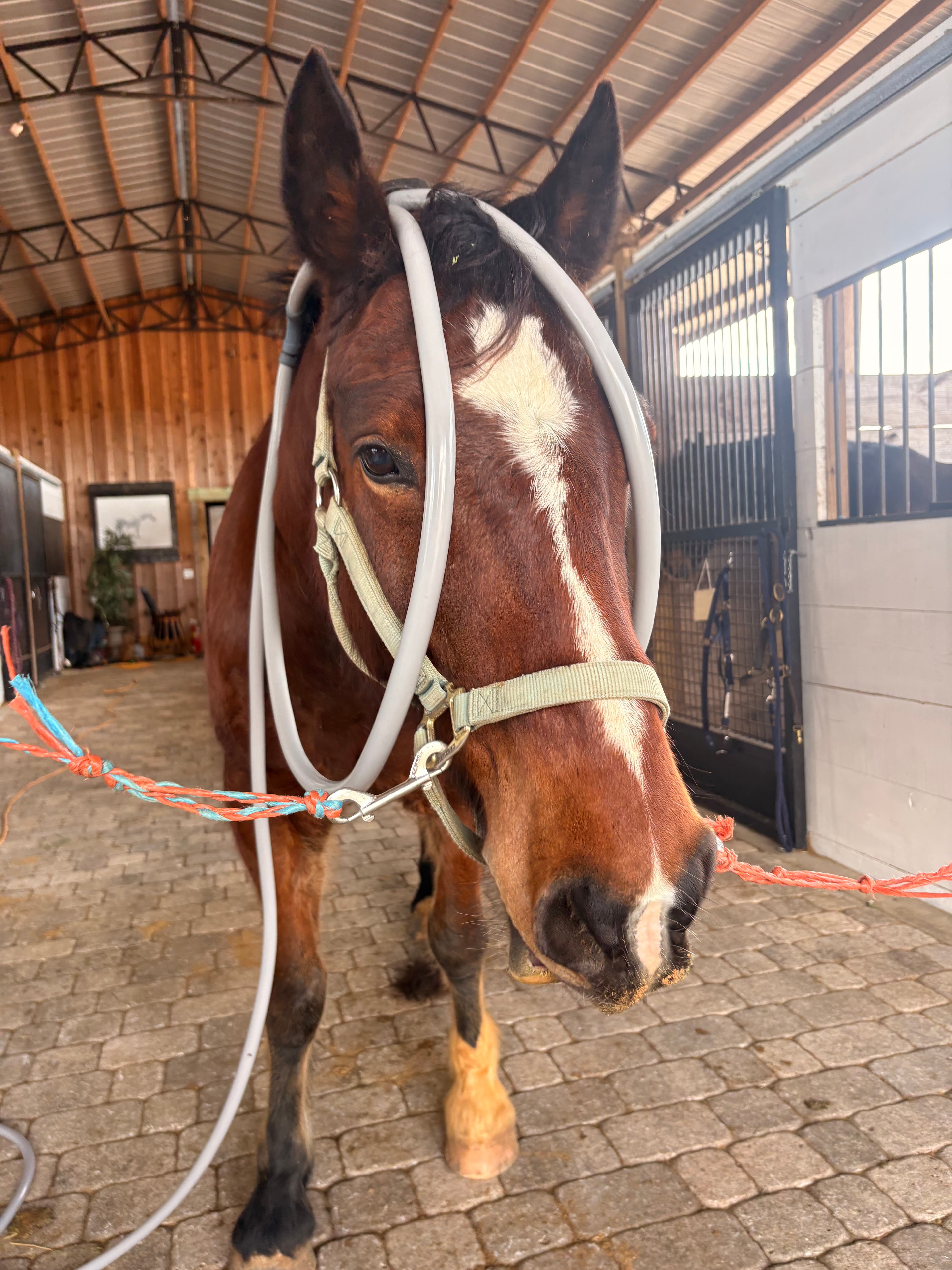 Horse receiving a PEMF session