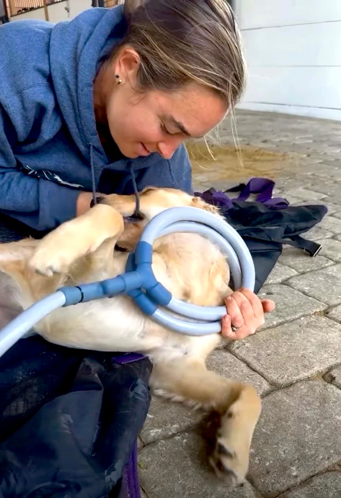 Lisa Taylor administering a PEMF session to a golden retriever